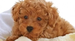 Faceți cunoștință cu rasa de câini labradudl